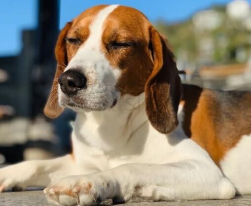 比格犬多少钱一只