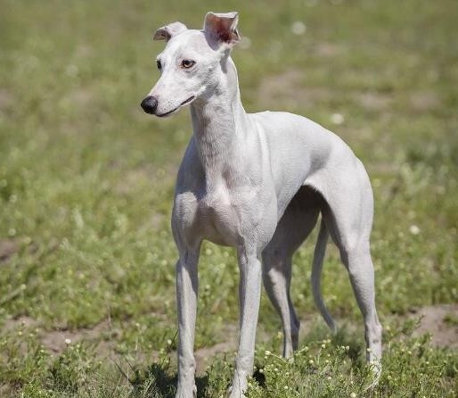 慧比特犬一只多少钱 惠比特犬和灵缇的区别