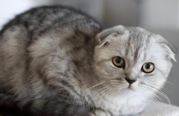 折耳猫发病症状