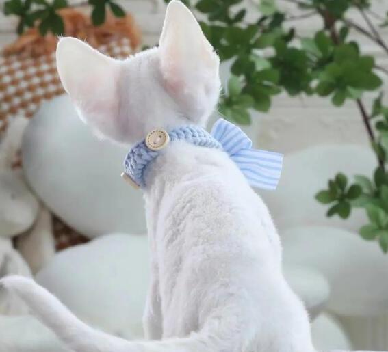德文卷毛猫的优缺点