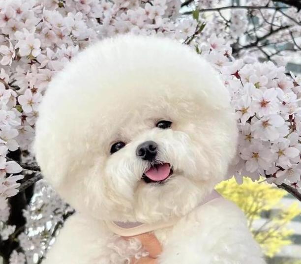 比熊犬一般吃什么