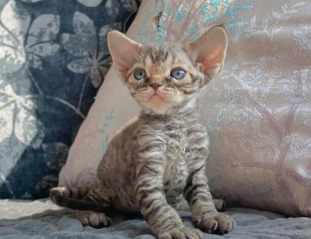 德文卷毛猫的优缺点
