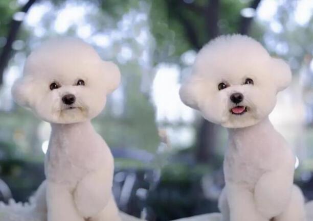 比熊犬简介 比熊犬图片 比熊犬多少钱一只