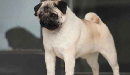 巴哥犬多少钱一只