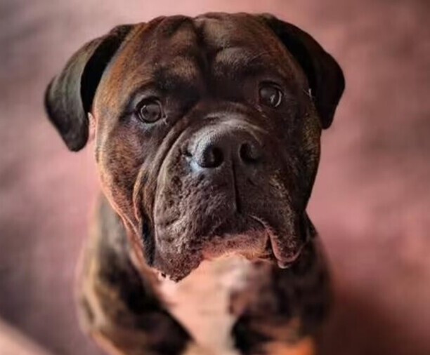 比特犬为什么没有痛觉神经