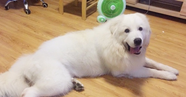 白熊如何养胖,白熊犬怎么养