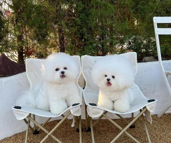 比熊犬怎么养