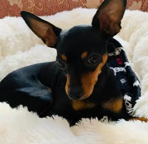 小鹿犬的智商有多高
