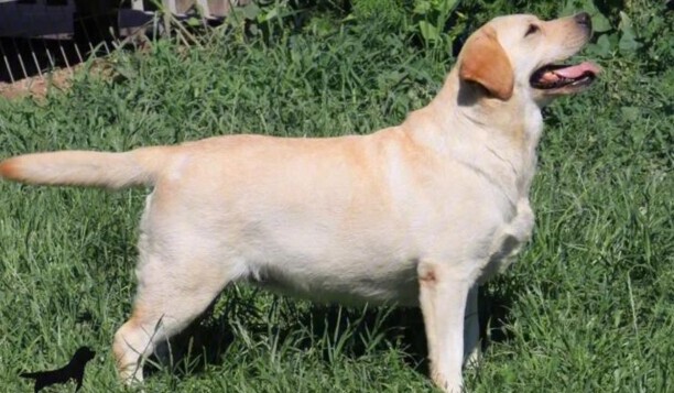 拉布拉多犬多少钱一只黑色 拉布拉多犬简介