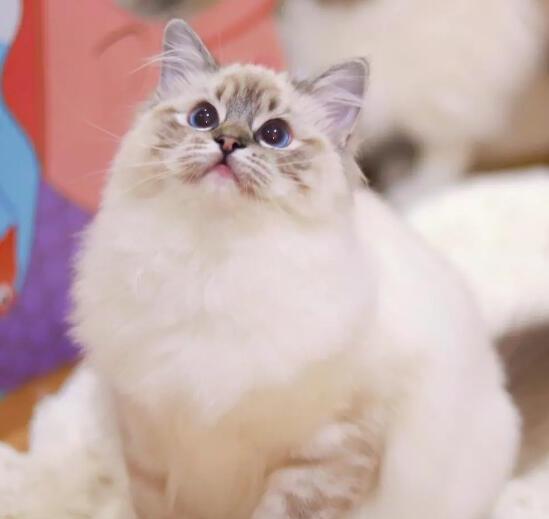 布偶猫的饲养方法和注意事项