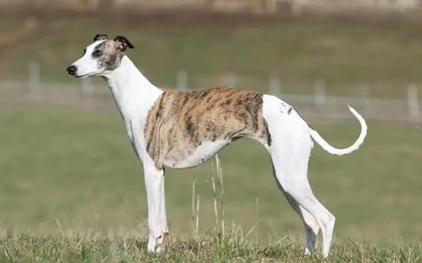 慧比特犬一只多少钱 惠比特犬和灵缇的区别