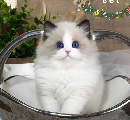 布偶猫的饲养方法和注意事项