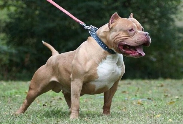 比特犬和藏獒哪个厉害