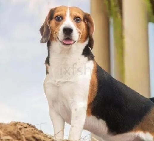 比格犬智商排名：第72名(共138个犬种)