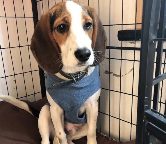 比格犬好养吗