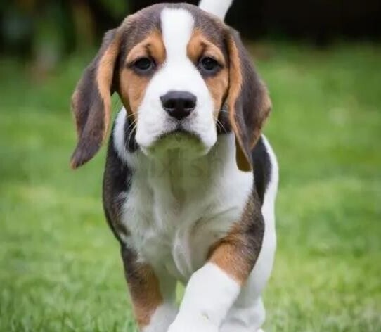 比格犬智商排名：第72名(共138个犬种)