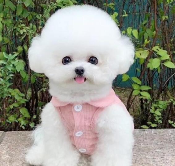 比熊犬怎么养