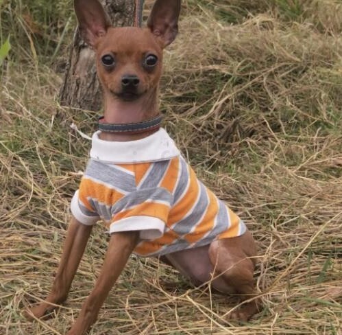 小鹿犬好养吗
