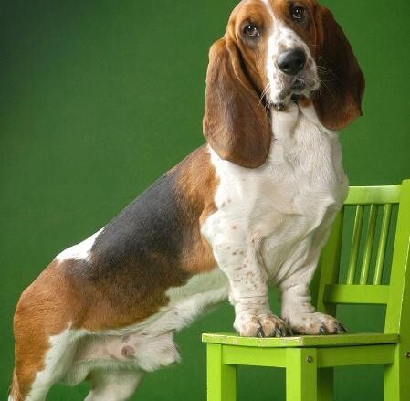 巴吉度犬优缺点