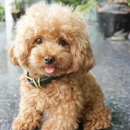 茶杯泰迪犬好养吗