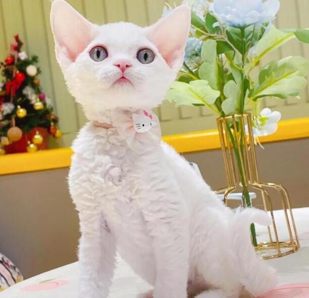 德文卷毛猫图片