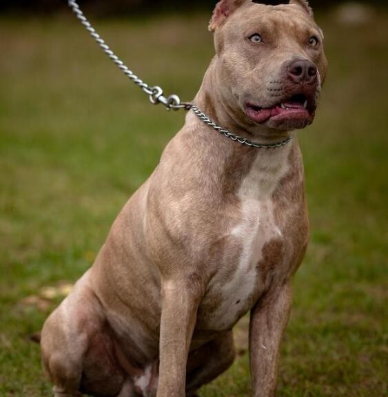 比特犬多少钱