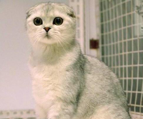 折耳猫为什么不能养