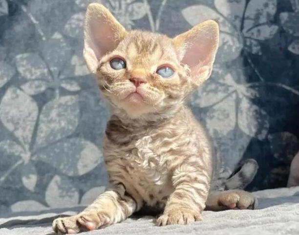 德文卷毛猫的优缺点