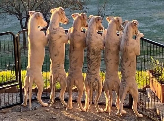 慧比特犬一只多少钱 惠比特犬和灵缇的区别