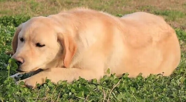 拉布拉多犬多少钱一只黑色 拉布拉多犬简介