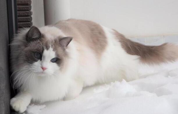 布偶猫的优缺点