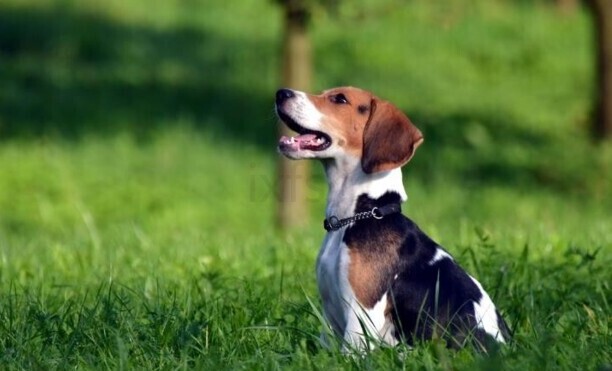 比格幼犬一天喂几次 比格幼犬一天喂几次