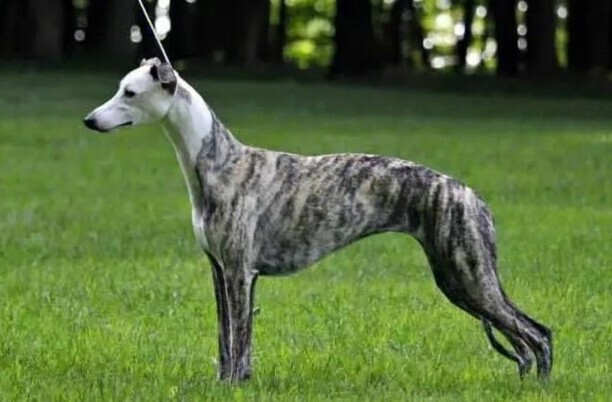 慧比特犬一只多少钱 惠比特犬和灵缇的区别
