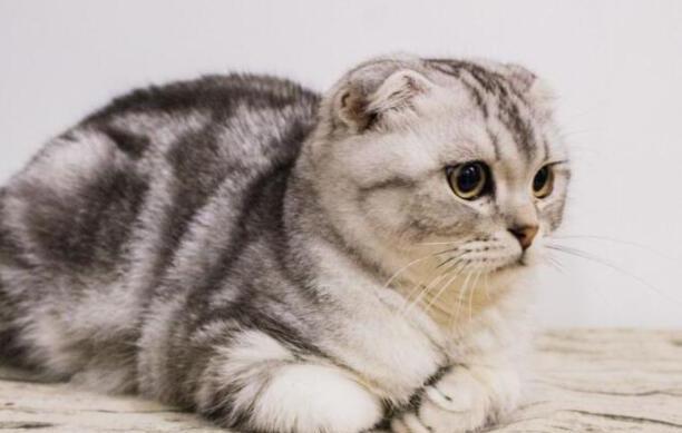 折耳猫为什么不能养