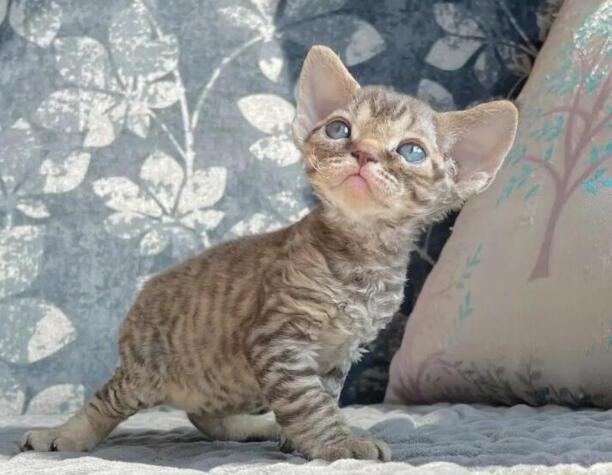 德文卷毛猫的优缺点