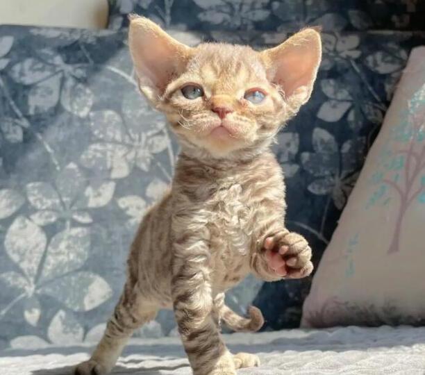 德文卷毛猫的优缺点