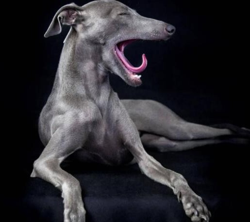 慧比特犬一只多少钱 惠比特犬和灵缇的区别 慧比特犬一只多少钱 惠比特犬和灵缇的区别