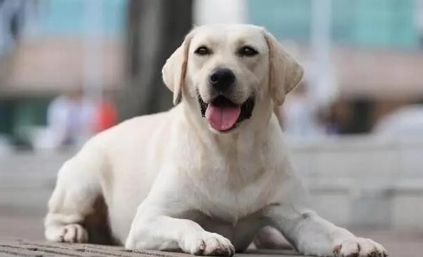 拉布拉多犬的优缺点及性格