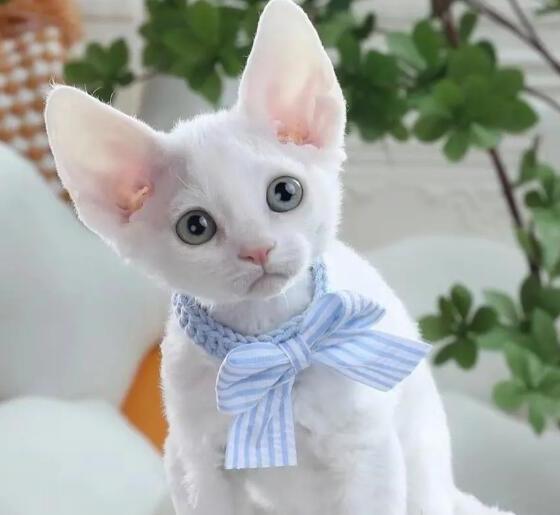 德文卷毛猫的优缺点