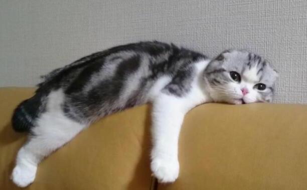 折耳猫发病症状