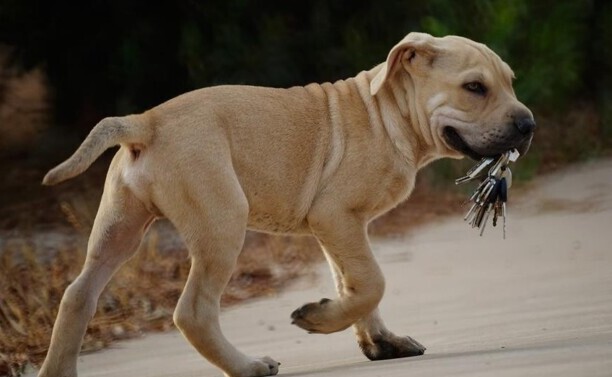 比特犬适合家养吗 比特犬适合家养吗