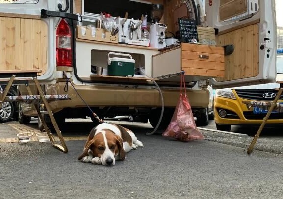 比格犬的优缺点及性格