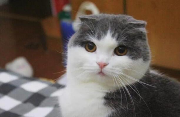 折耳猫为什么不能养