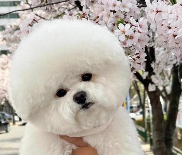 比熊犬简介 比熊犬图片 比熊犬多少钱一只