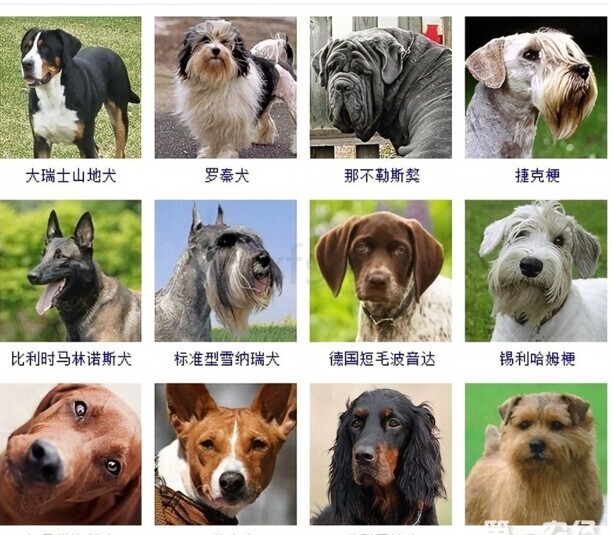 狗狗的种类有哪些,不怕冷又不怕热的狗狗品种