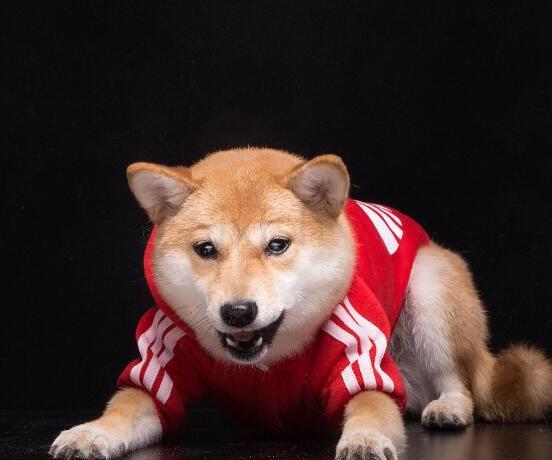 狗狗吐白色泡沫粘液是什么原因 狗狗吐白色泡沫粘液是什么原因