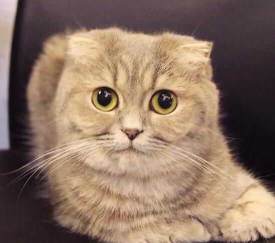 折耳猫为什么不能养