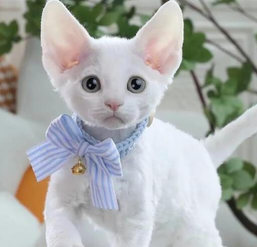 德文卷毛猫的优缺点