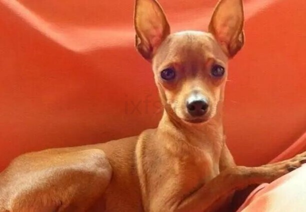 小鹿犬寿命 小鹿犬寿命