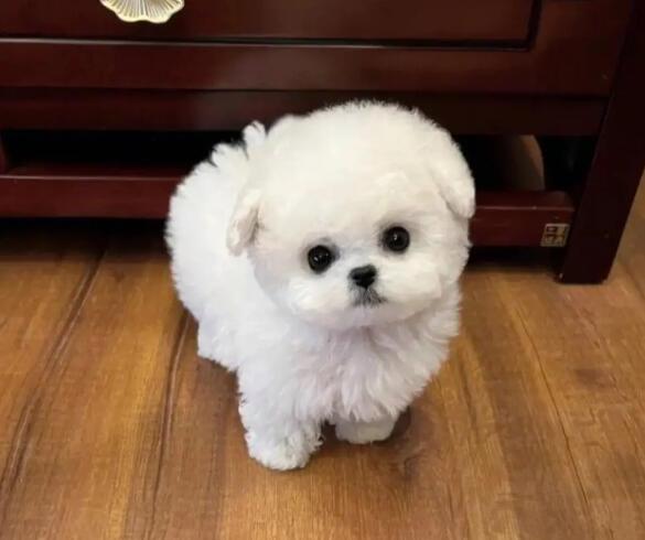 比熊犬怎么养